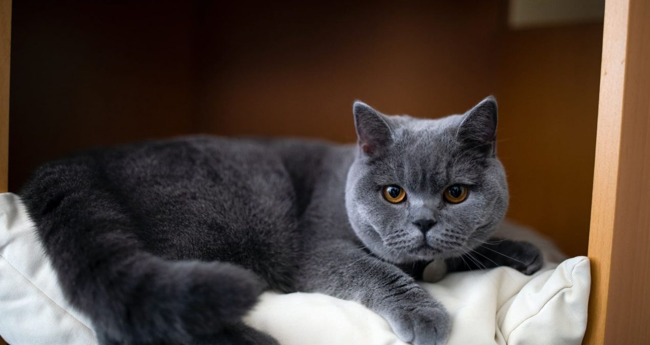 Quel est le caractère d’un British Shorthair ?